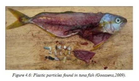 Expedition MED ingestion de microplastiques par les poissons