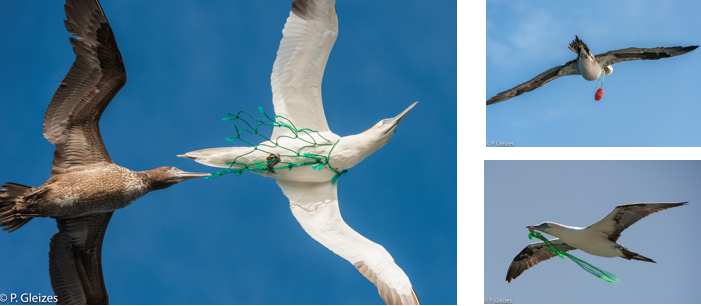 Un Piège à Oiseaux Dans Des Filets De Pêche Sur La Plage